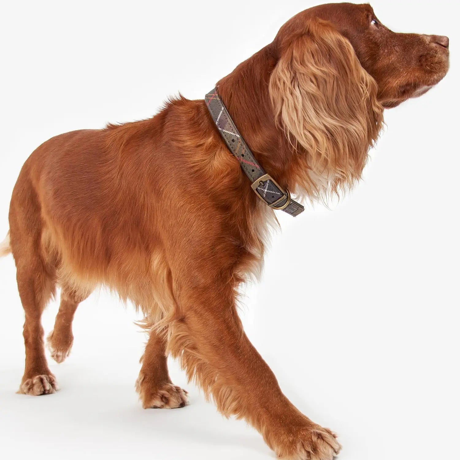 Collier Tartan Cuir - Barbour Dogs - détail 3