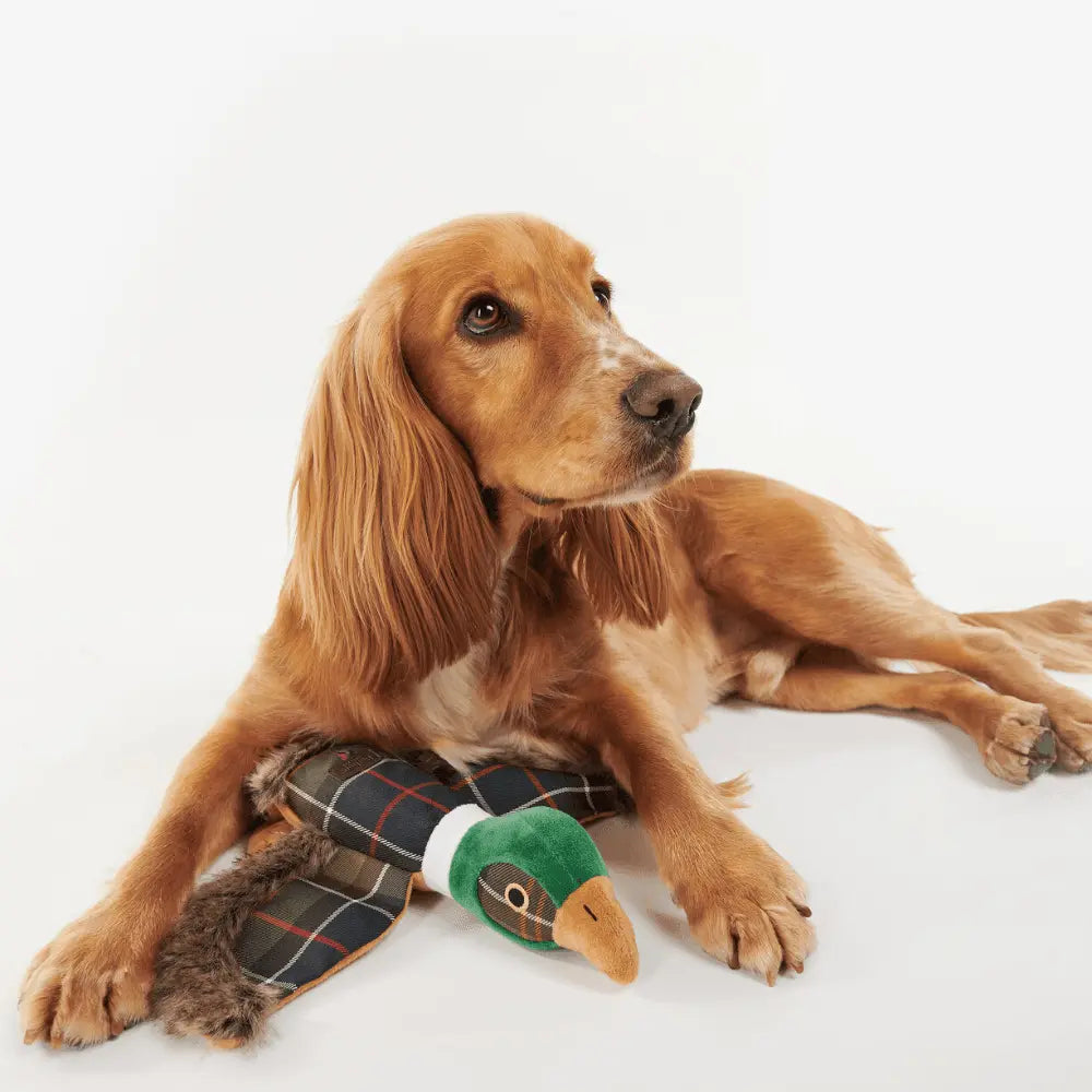 Cocker anglais allongé, pattes posées sur le jouet faisan Barbour en Classic Tartan