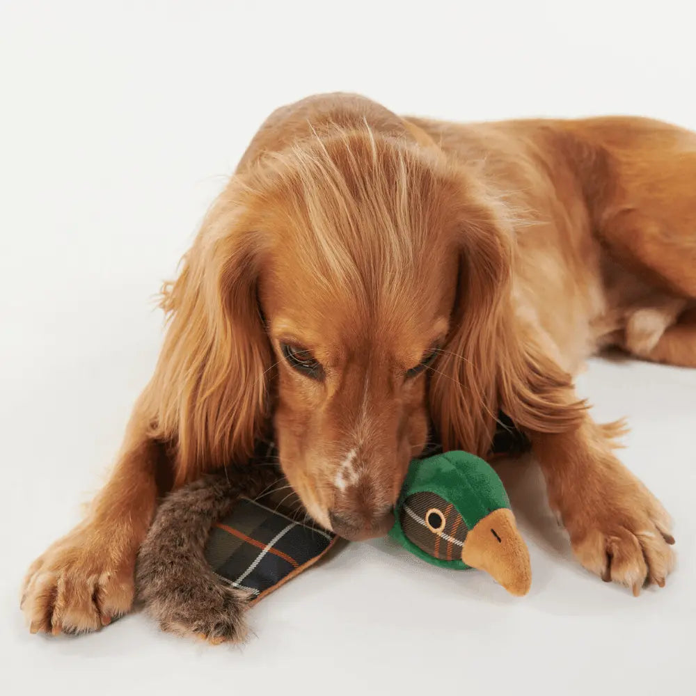 Cocker anglais reniflant le jouet faisan Barbour en Classic Tartan posé entre ses pattes