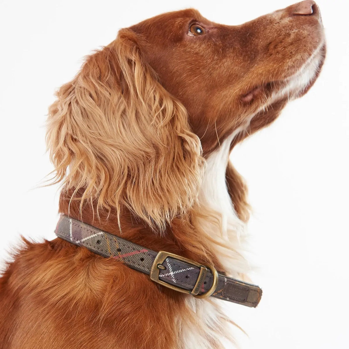 Épagneul roux portant le collier tartan en cuir, boucle laiton et œillets de réglage