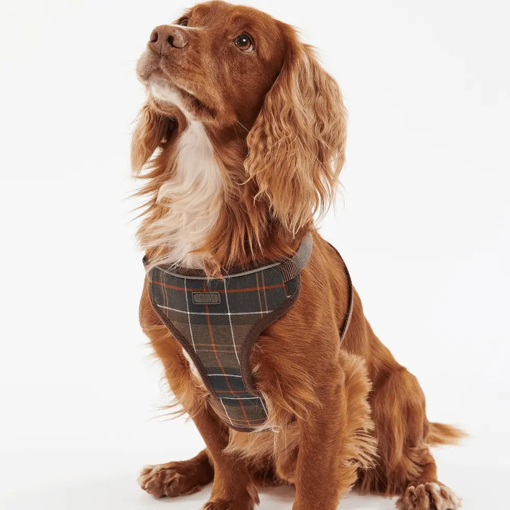Cocker roux assis portant le harnais tartan olive, liseré clair au bord du poitrail