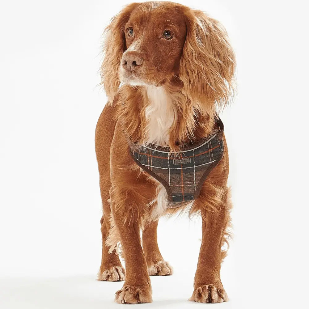 Cocker roux debout de face, harnais tartan olive et ocre sanglé sur le poitrail