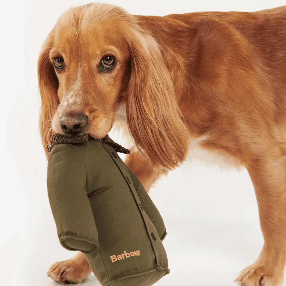 Cocker roux tenant dans sa gueule le jouet veste olive rembourré