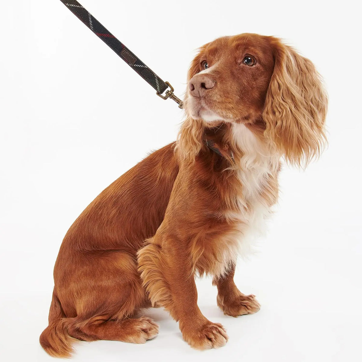 Cocker roux assis tenu en laisse tartan, mousqueton laiton clipsé à son collier