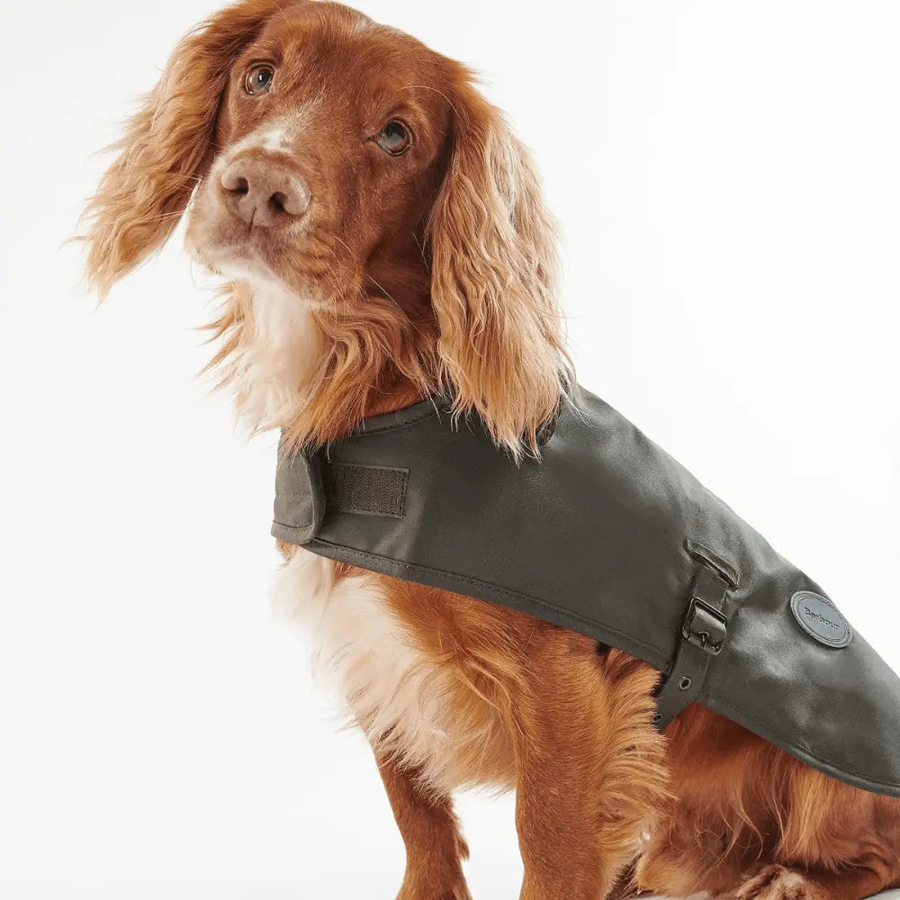 Cocker roux assis portant le manteau ciré vert olive, patte auto-agrippante au poitrail