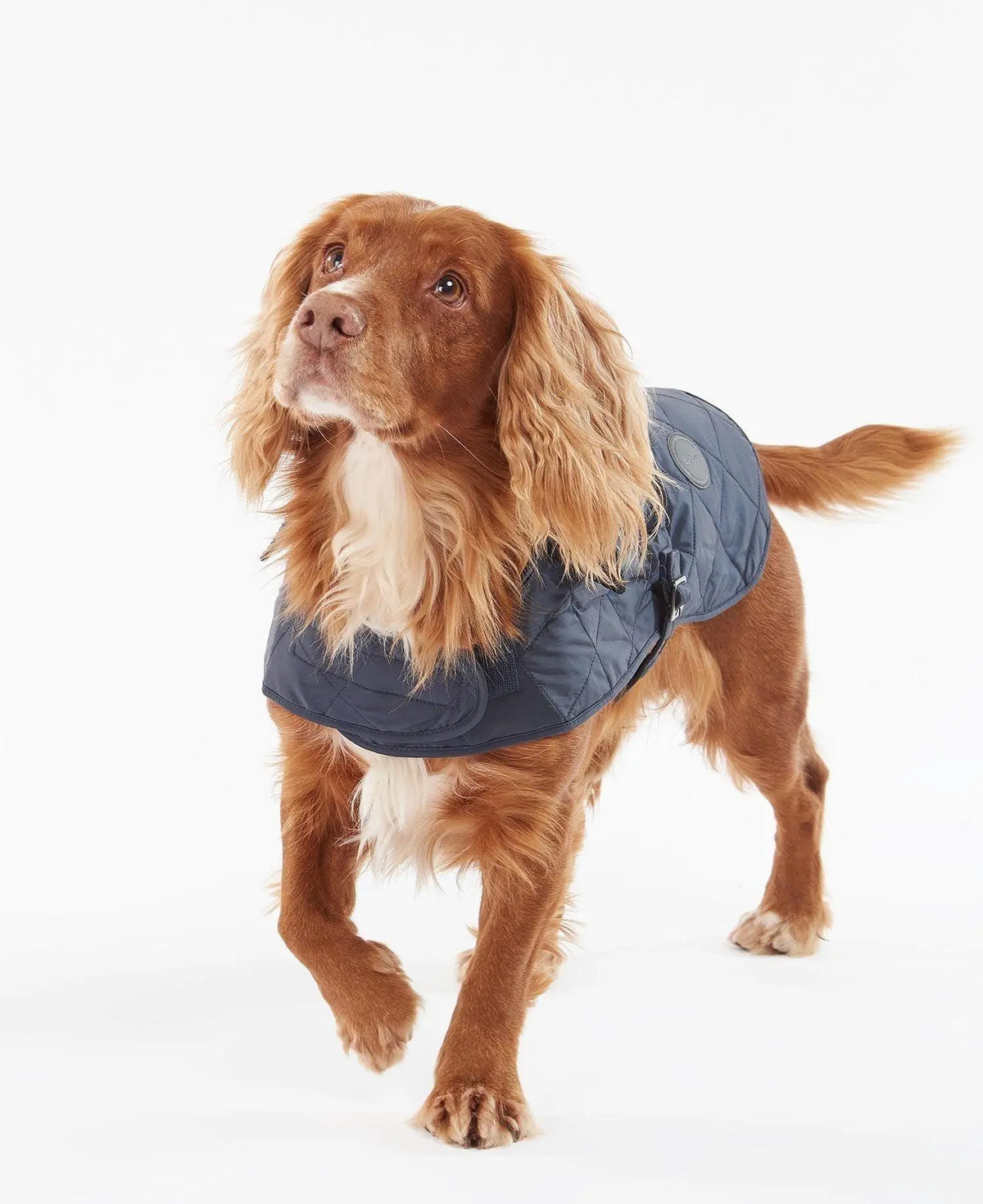 Cocker roux marchant, manteau matelassé bleu marine couvrant le dos jusqu'à la queue