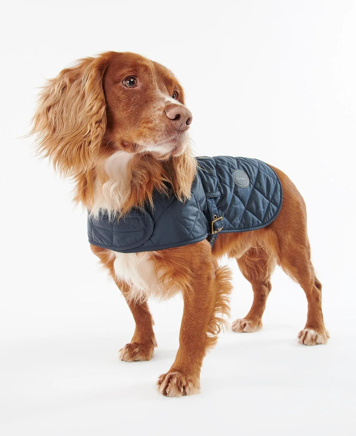 Cocker roux debout de profil, manteau matelassé bleu marine et large rabat au poitrail